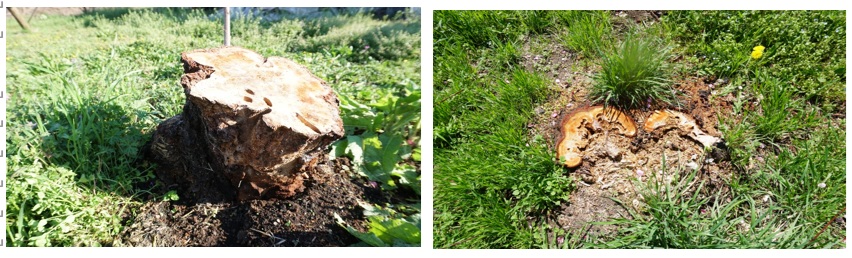 3.果樹を枯らす負の連鎖の流れ 6